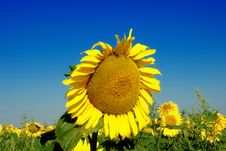 Alone Sunflower Stock Photo Alone Sunflower Stock Photo
