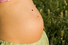 Ladybird Stock Photo