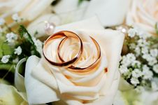 Two Rings Lie On Roses Bud Royalty Free Stock Photo Two Rings Lie On Roses Bud Royalty Free Stock Photo