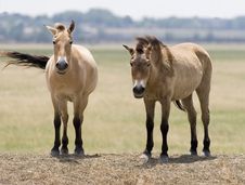 Two Horses Royalty Free Stock Photo Two Horses Royalty Free Stock Photo