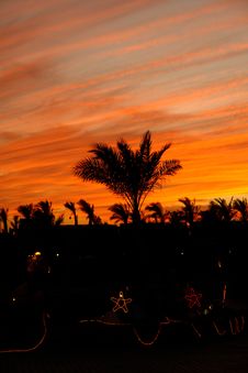 Palm Tree On The Background Of The Evening Sky Stock Images Palm Tree On The Background Of The Evening Sky Stock Images
