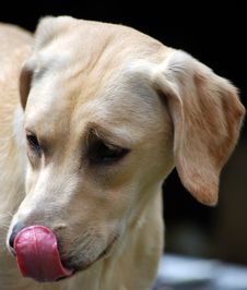 Labrador Puppy Licking Her Nose Stock Images