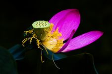 Lotus Blossom Royalty Free Stock Image Lotus Blossom Royalty Free Stock Image