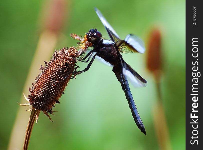 A black and blue dragonfly eating a bee