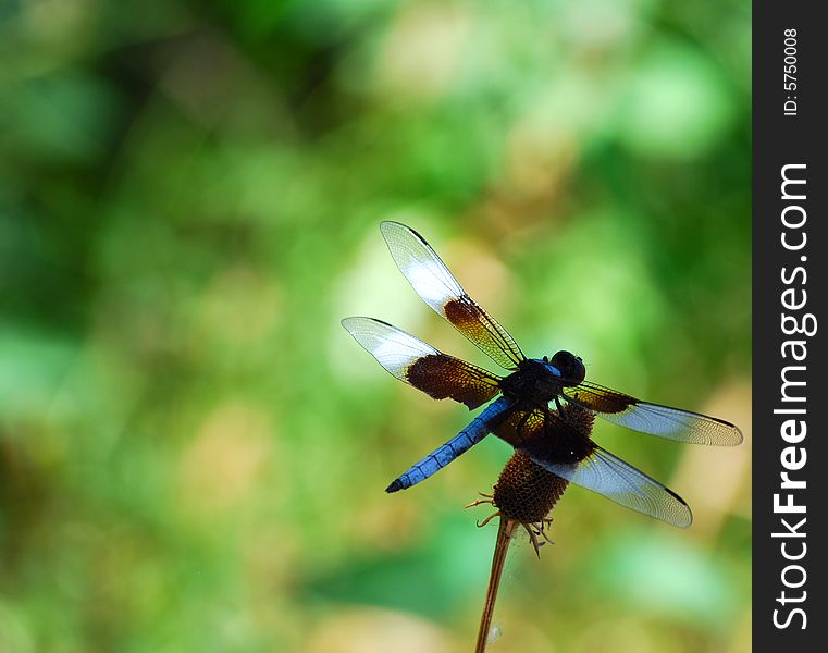 Dragonfly sitting on a branch with some of it in shadow and some in light. Dragonfly sitting on a branch with some of it in shadow and some in light