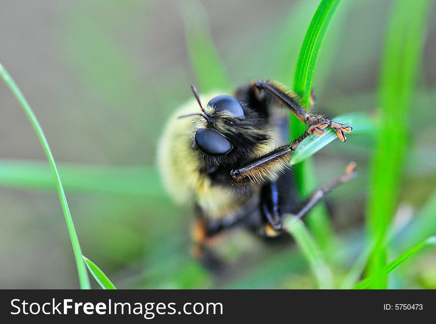 Macro shot of bumble bee. Macro shot of bumble bee