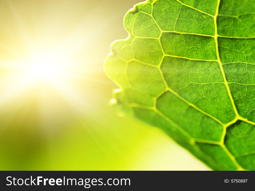 Picture of a Green leaf (shallow DoF)