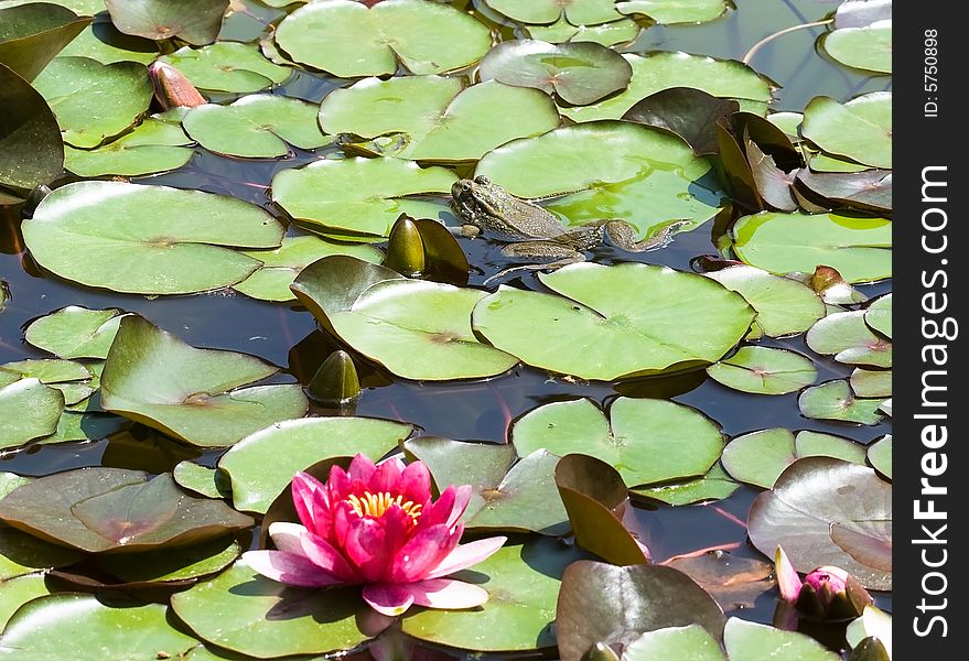 Beautiful pink water lily