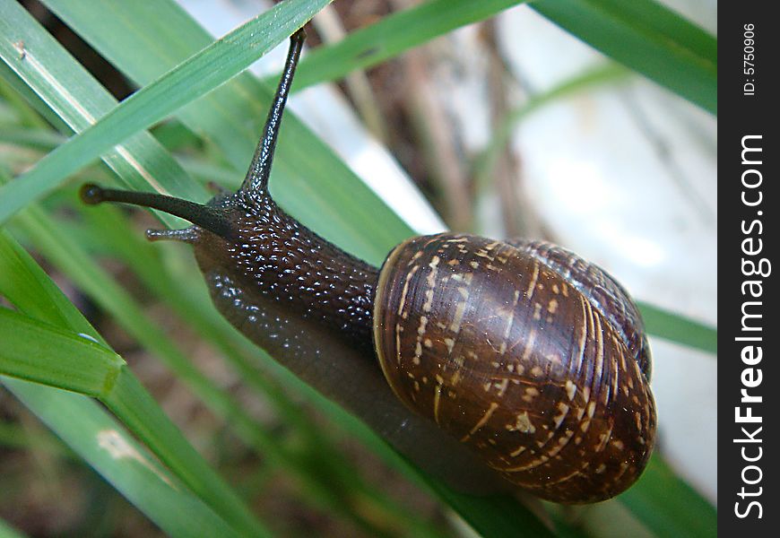 Snail, helix, cameo-shell, cochlea, nature, Ð¿Ñ€Ð¸Ñ€Ð¾Ð´Ð°, ÑƒÐ»Ð¸Ñ‚ÐºÐ°