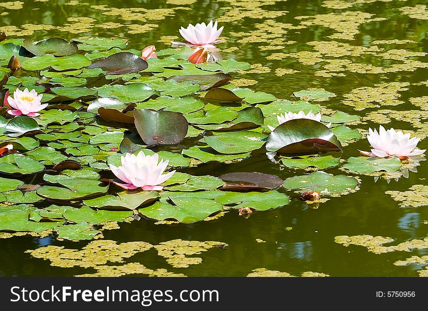 Beautiful white water lily (lotus)