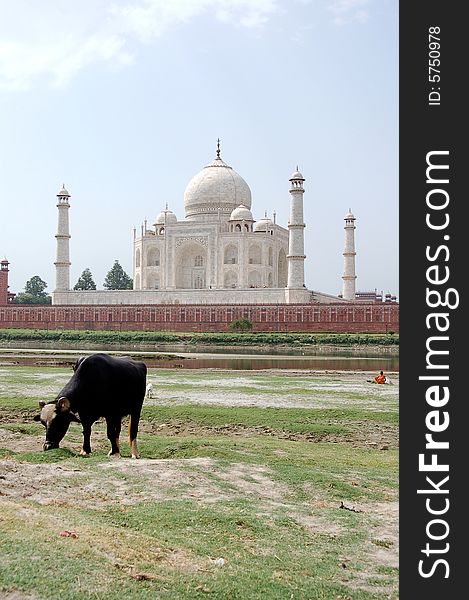 The Taj Mahal from behind on the dried riverbed