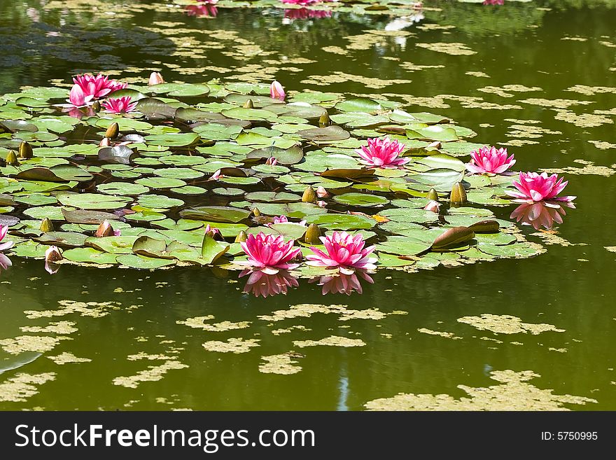 Beautiful pink water lily (lotus)