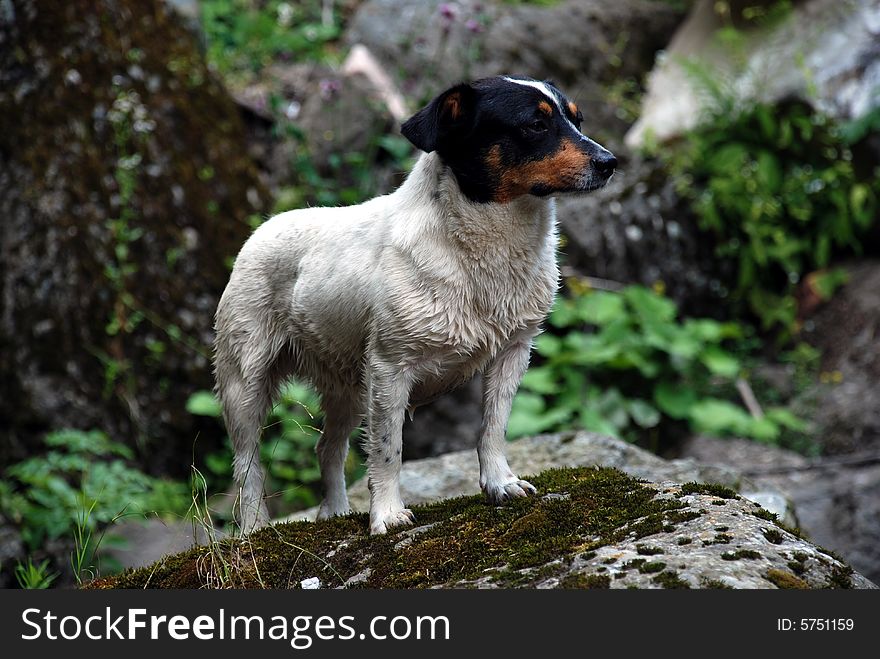 Wet dog waiting to play again