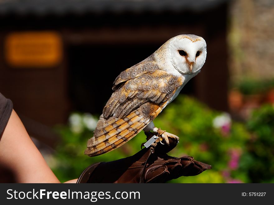 Close-up of a beautiful barn owl (Tyto alba) on the glove of a falconer