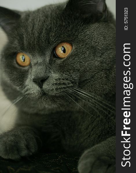 Breed British Shorthair Cat with orange eyes