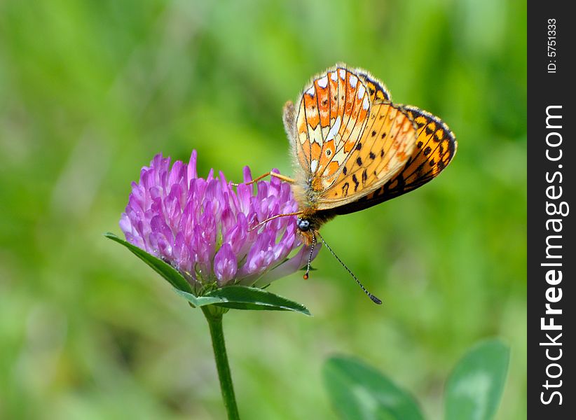 Butterfly On A Clover