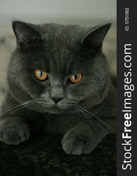 British Shorthair cat with orange eyes