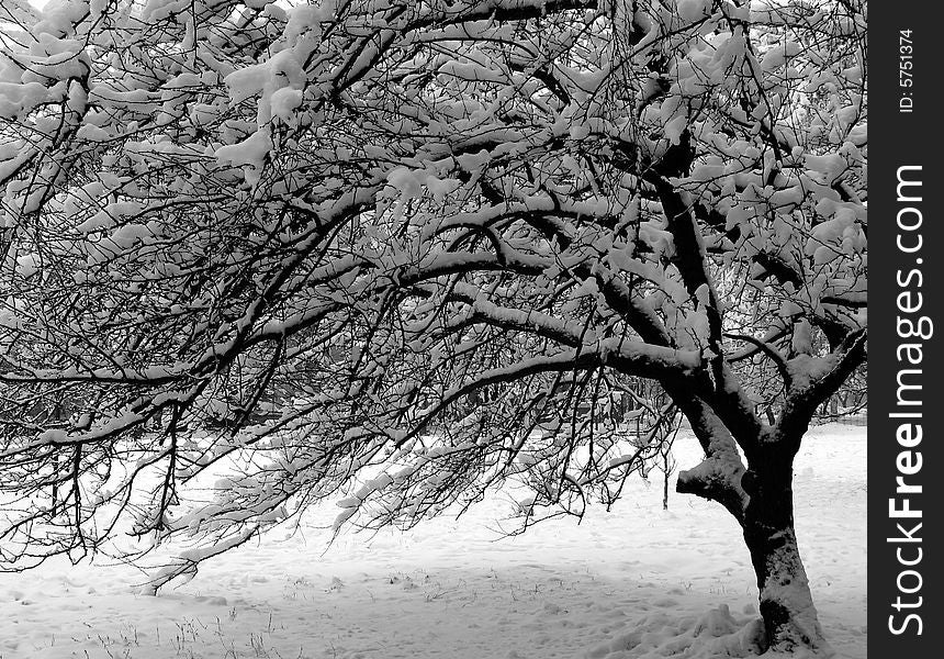 A beautiful tree is brought white snow in winter