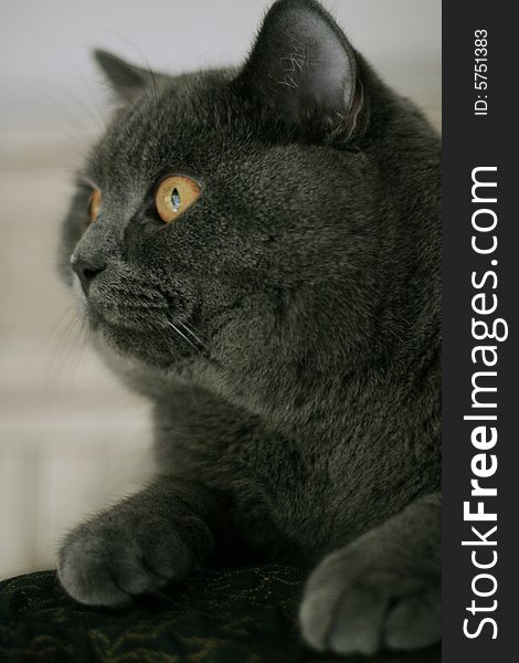 British Shorthair cat with orange eyes