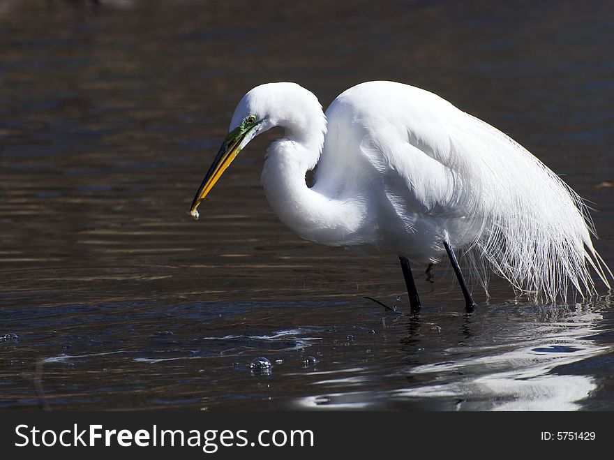 Great white egret catch fish in a water. Great white egret catch fish in a water