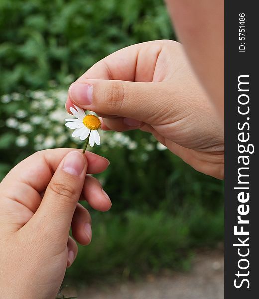 Guessing On A Camomile