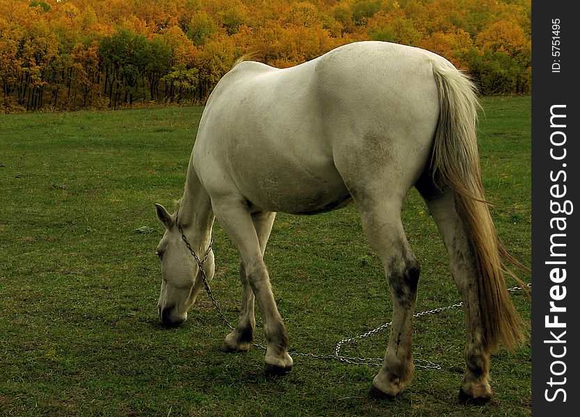 A white horse on the green field eats a grass