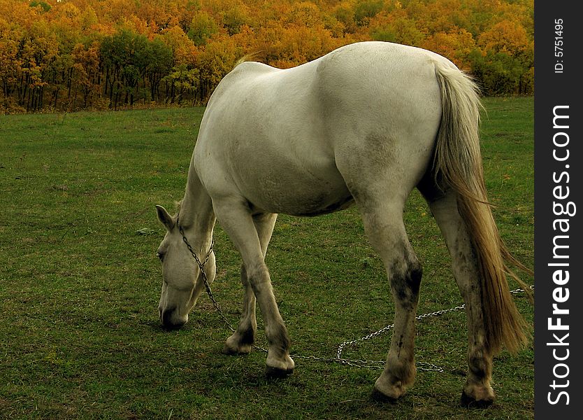 White Horse