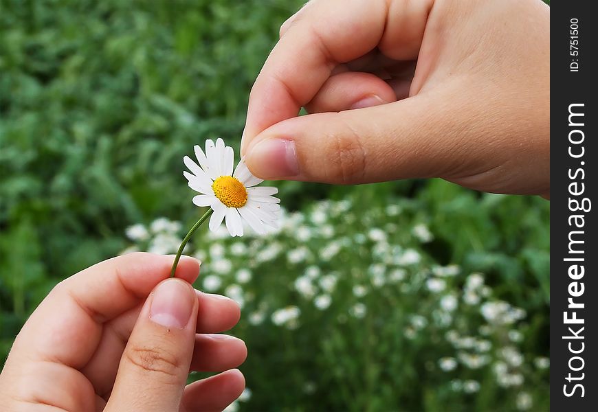 Guessing on a camomile