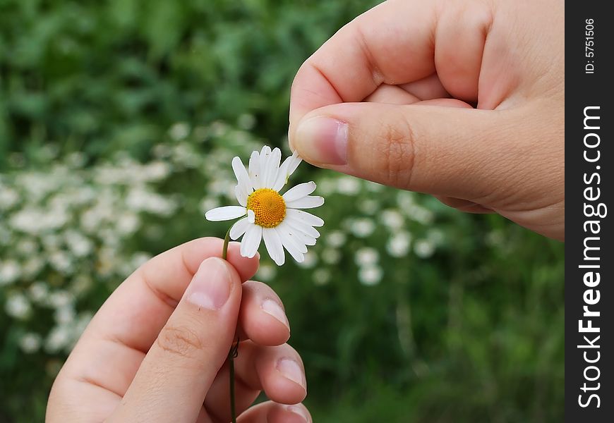 Guessing on a camomile