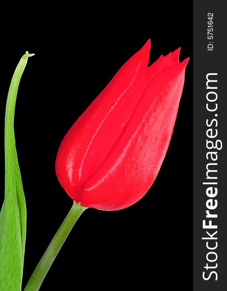 A bloom of a red tulip on the black background