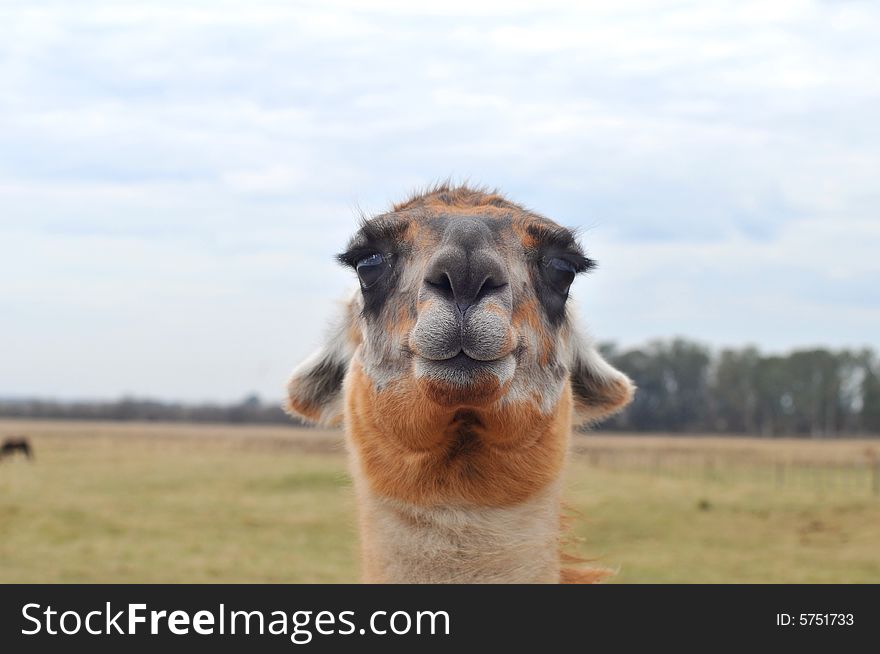 An argentinian lama, smailing at the camera. An argentinian lama, smailing at the camera