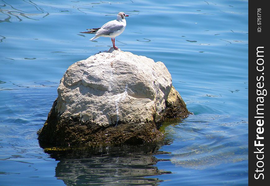 Sea bird resting on stone