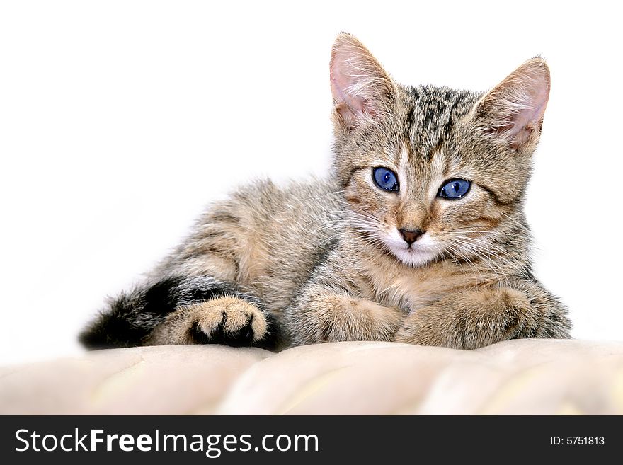 Photo of young grey cat. Photo of young grey cat