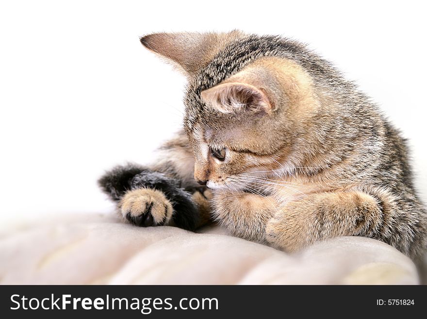 Photo of young grey cat. Photo of young grey cat