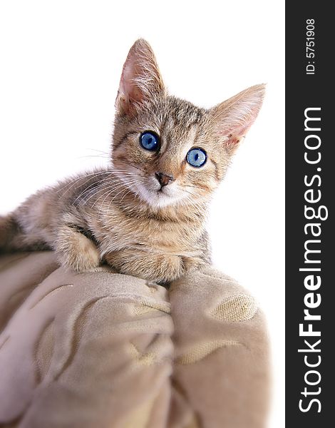 Photo of young grey cat with blue eyes. Photo of young grey cat with blue eyes