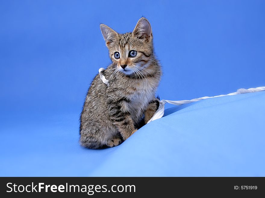 Kitty On Blue Background