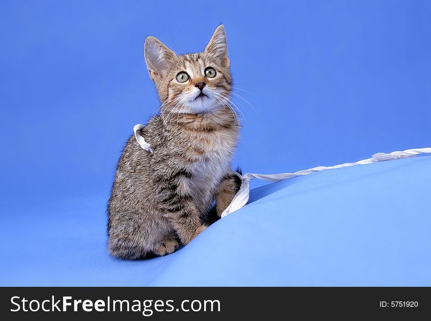 Photo of young grey cat on blue background. Photo of young grey cat on blue background