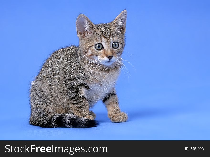 Photo of young grey cat on blue background. Photo of young grey cat on blue background