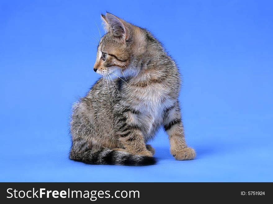 Photo of young grey cat on blue background. Photo of young grey cat on blue background