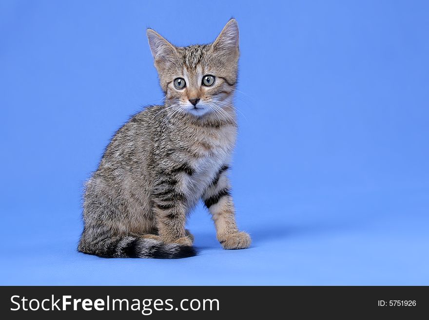 Kitty On Blue Background