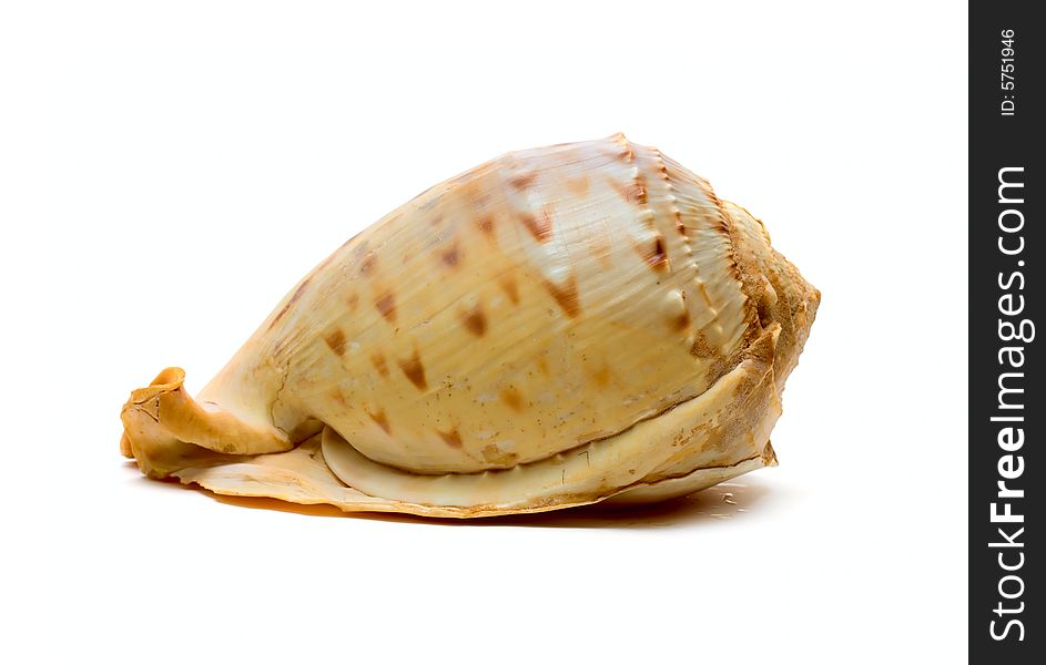 Ocean Cockleshell Isolated On White