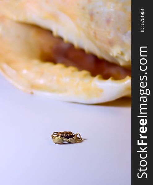 Ocean cockleshell and small crab for your design