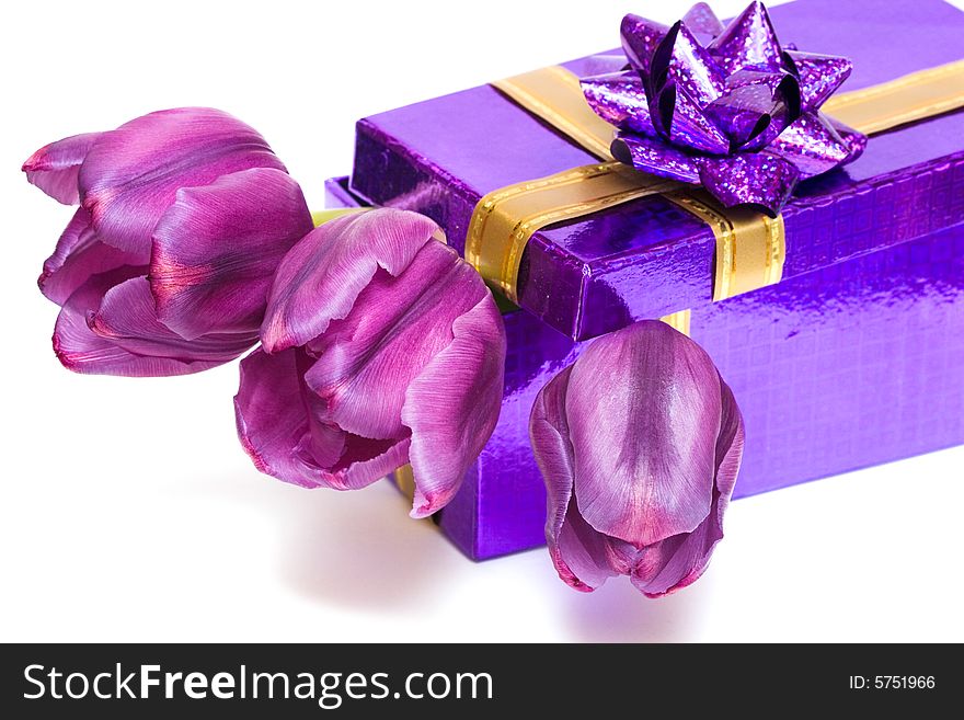 Violet tulip and gift box