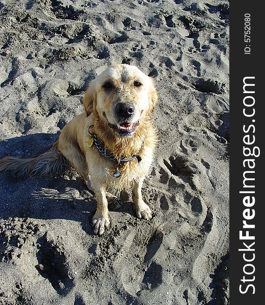 Dirty and wet golden retriever dog at the beach waiting for the ball to be thrown to play fetch. Dirty and wet golden retriever dog at the beach waiting for the ball to be thrown to play fetch.