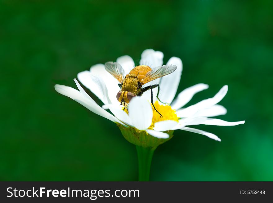 Close fly on a Flower