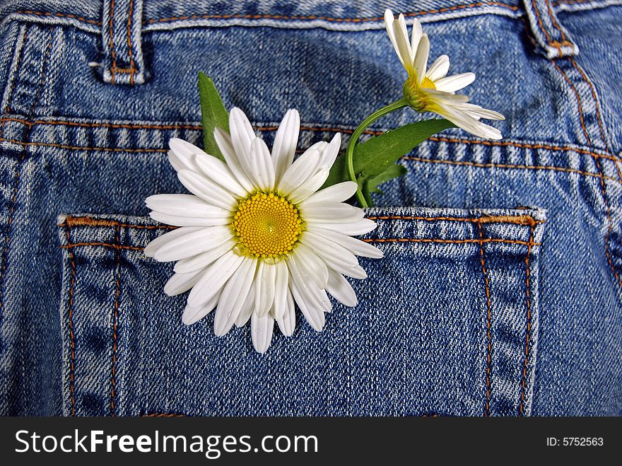 Summer daisies in a back blue jean pocket. Summer daisies in a back blue jean pocket.