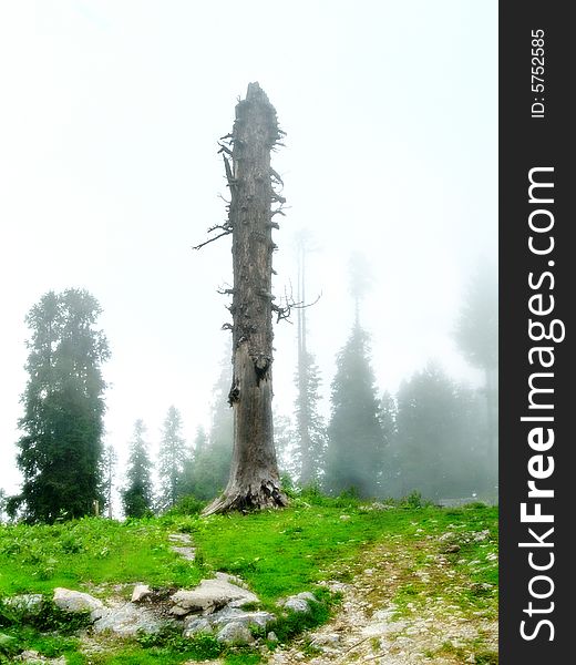 Dead Tree In Foggy Landscape