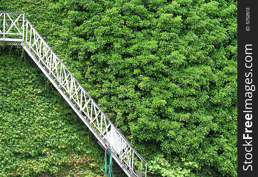 Stairs Down The Forest