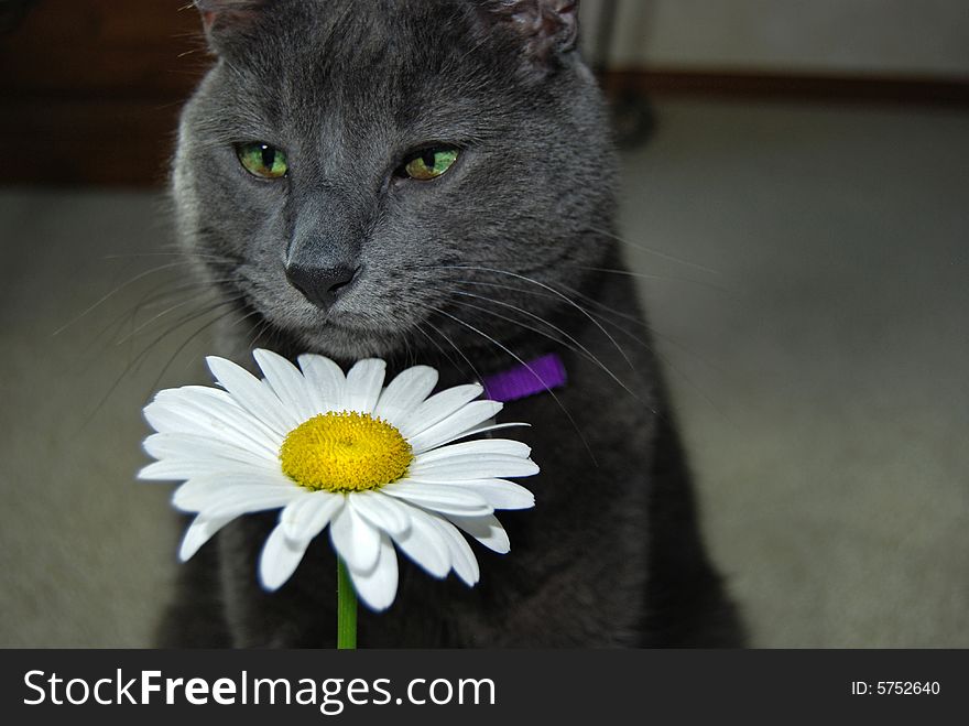 A blind cat sniffing a summer daisy.