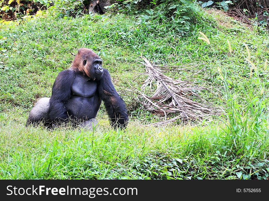 Young Male Silver Back Gorilla. Young Male Silver Back Gorilla